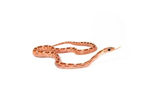 Pantherophis guttatus, cinder ultramel motley